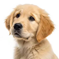 Imagen PNG para descargar